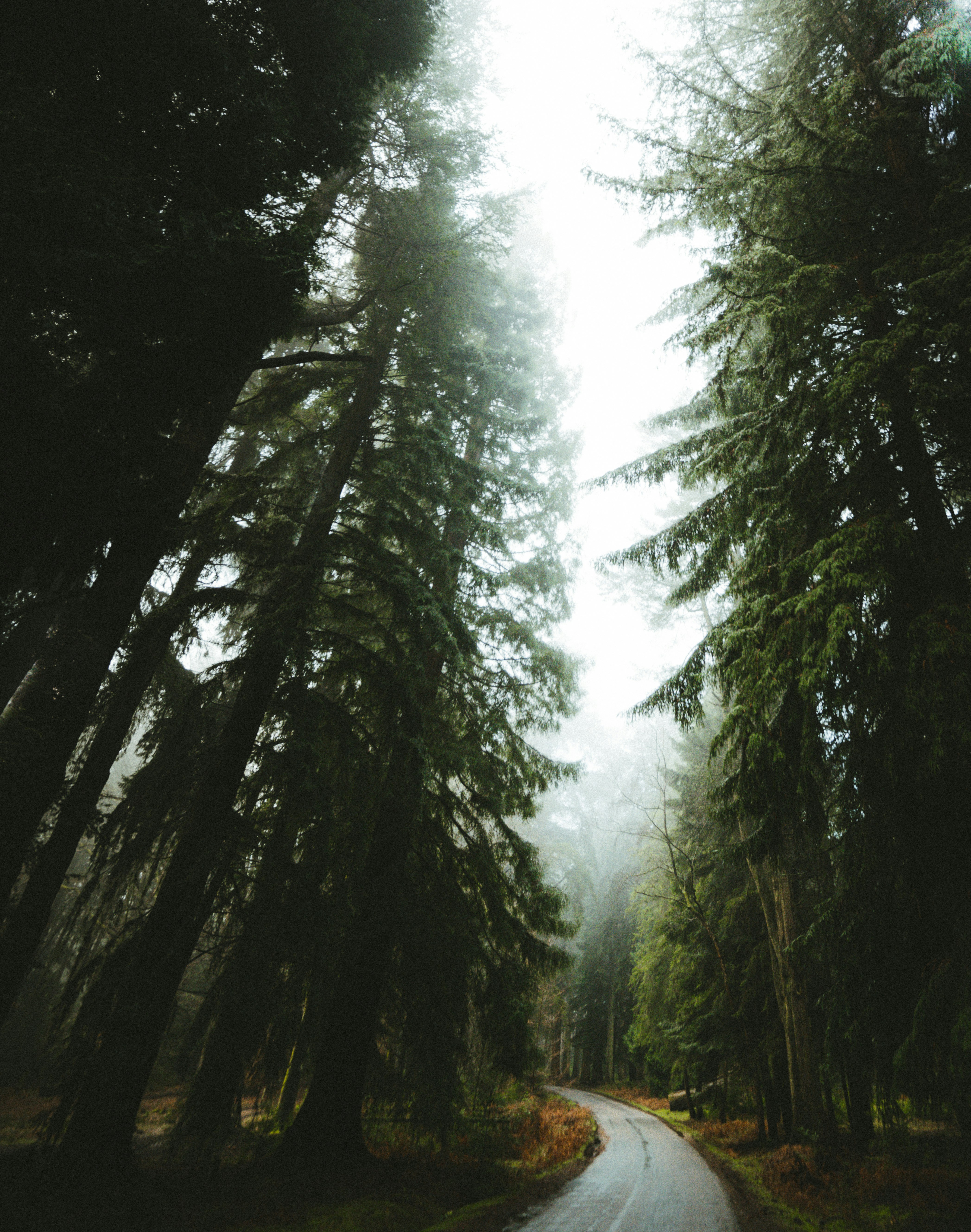 green trees under white sky during daytime